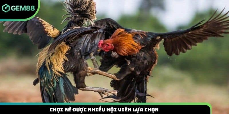Chọi kê được nhiều hội viên lựa chọn
